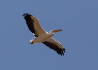 3Q7A0170-DxO_flying_white_pelican.jpg