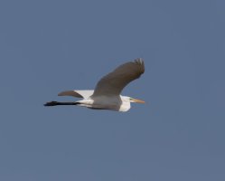 3Q7A0224-DxO_flying_great_egret_vg.jpg