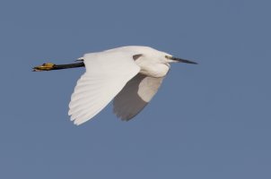 3Q7A0285-DxO_flying_little_egret.jpg