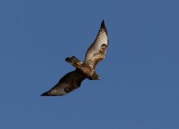 3Q7A0303-DxO_flying_black_kite.jpg