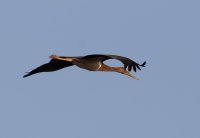 3Q7A0385-DxO_flying_black_stork_vg.jpg