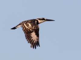 3Q7A0445-DxO_flying_pied_kingfisher_vg.jpg