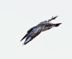 3Q7A0089-DxO_flying_pied_kingfisher_SH.jpg