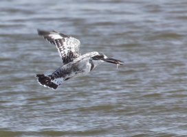3Q7A0093_DxO_flying_pied_kingfisher+fish.jpg