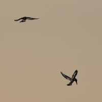 IMG_6748_flying_hovering_pied_kingfishers_at_dusk.jpg