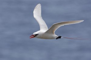 Phaethon rubricauda - Red-tailed Tropicbird 32_DxO-1.jpg