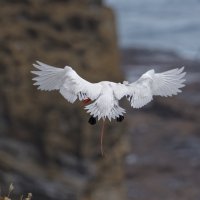 Phaethon rubricauda - Red-tailed Tropicbird 38_DxO.jpg