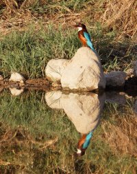 3Q7A1026-DxO_whitethroated__kingfisher_reflection.jpg