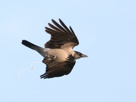 3Q7A0576_hooded_crow_DO.JPG