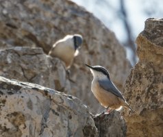 3Q7A0902-DxO_rock_nuthatch.jpg