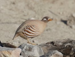 3Q7A1810-DxO_sand_partridge.jpg