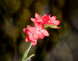 _DSF0661 copy-Edit.jpg