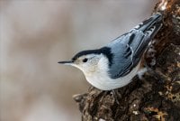 White Breasted Nuthatch.jpg