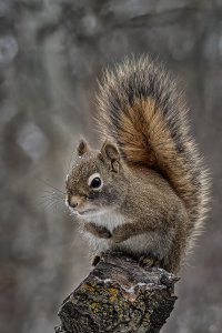 Squirrel.jpg