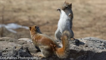 CD9B98B3-A7FE-46E8-8C43-3CD4A95BFB46.jpeg CD9B98B3-A7FE-46E8-8C43-3CD4A95BFB46.jpeg