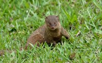 Herpestes javanicus - Small Asian mongoose 4_DxO.jpg