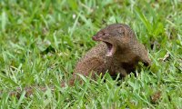 Herpestes javanicus - Small Asian mongoose 3_DxO.jpg