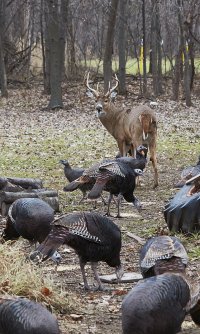 BuckTurkeys3782HzWeb.jpg