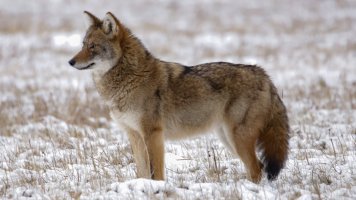 17057908-4096-4C3E-A12A-708193852600.jpeg 17057908-4096-4C3E-A12A-708193852600.jpeg