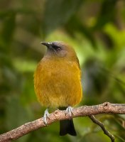 NZ Bellbird.jpg