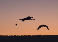 IMG_7082_cranes_flying_at_dawn_small.jpg