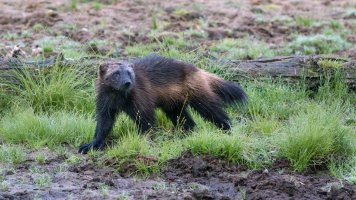 MARK6798 2560x1440.jpg