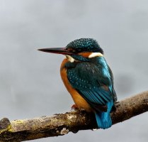 IMG_8372_DxO_kingfisher_60lum.jpg