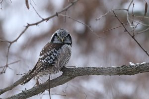 Hawk owl quick edit.JPG
