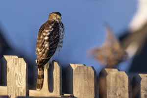 Coopers-Hawk-4M5A5616-1-smaller.jpg