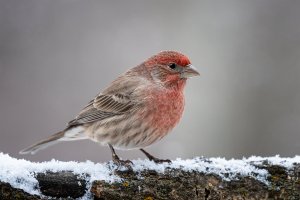 House Finch (122119).jpg