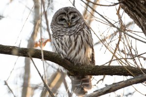 Barred Owl 119.jpg