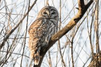 Barred Owl 120.jpg