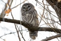 Barred Owl 121.jpg