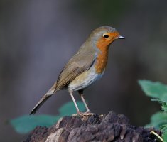 Robin_2B4A4081_DxO_robin.jpg