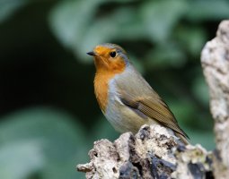 IMG_4244_DxO_Robin_uncorrected.jpg