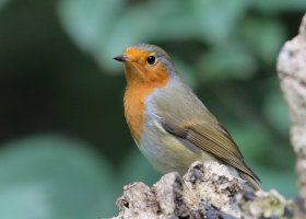 IMG_4244_Robin_DPP_L14.JPG