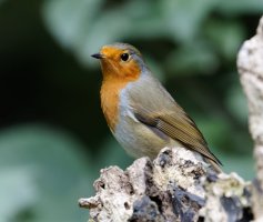 IMG_4244_DxO_Robin_90_Lum.jpg