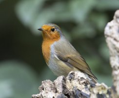 IMG_4244_Robin_uncoirrected.jpg