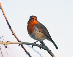 DSC_0263_DxO_Robin+1.7_S&H.jpg