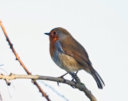 DSC_0266_DxO_Robin_+1.7s&H.jpg