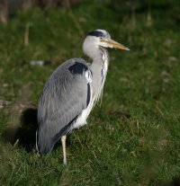 DSC_0236_DxO_Heron_Moire.jpg