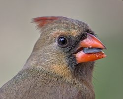 Christmas Cardinal.jpeg