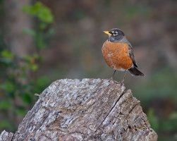 20191228_HomeShots_074 Robin001.jpeg