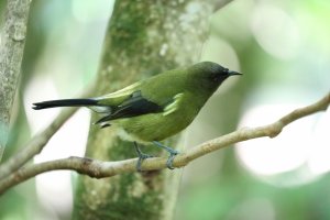 3Q7A8969_Bellbird_DPP_full_reduced.JPG 3Q7A8969_Bellbird_DPP_full_reduced.JPG