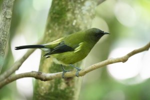 3Q7A8969_Bellbird_P_full_reduced.jpg 3Q7A8969_Bellbird_P_full_reduced.jpg