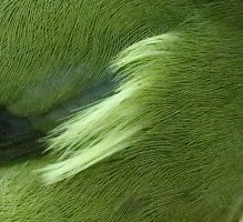 3Q7A8969_Bellbird_DPP_Crop.jpg 3Q7A8969_Bellbird_DPP_Crop.jpg