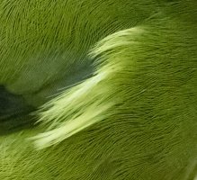 3Q7A8969_Bellbird_PS_Crop.jpg 3Q7A8969_Bellbird_PS_Crop.jpg