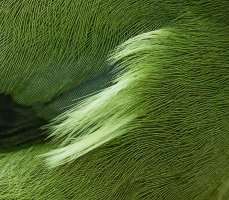 3Q7A8969_DxO_bellbird_lum60_Crop.jpg 3Q7A8969_DxO_bellbird_lum60_Crop.jpg