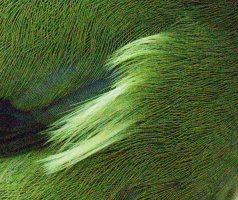 3Q7A8969_DxO_uncorrected_crop.jpg 3Q7A8969_DxO_uncorrected_crop.jpg
