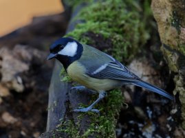 DSC_0649_DxO_great_tit__small.jpg